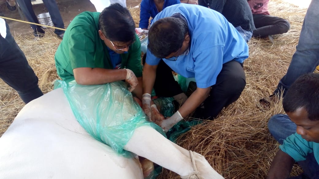 Equine Gelding Silvassa 2019